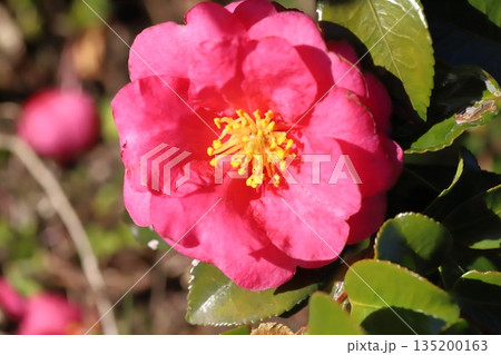 冬の庭に咲く赤いツバキの花 135200163