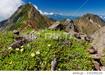 八ケ岳連峰・横岳稜線のチョウノスケソウと赤岳・阿弥陀岳 135200220