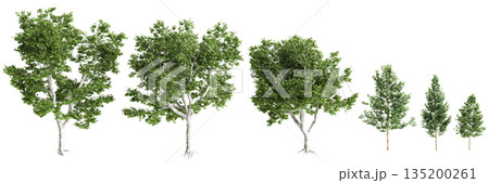 Multiple Platanus acerifolia Willd trees 3d illustration on transparent background Multiple Platanus acerifolia Willd trees 3d illustration on transparent background 135200261
