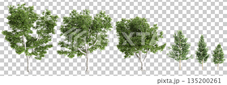 Multiple Platanus acerifolia Willd trees 3d illustration on transparent background Multiple Platanus acerifolia Willd trees 3d illustration on transparent background 135200261