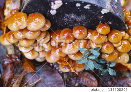 原木なめこ 135200293