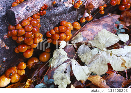 天然なめこ 135200298