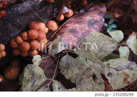 原木なめこ 135200299