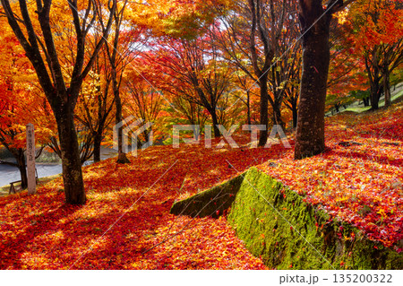 長野県上伊那郡箕輪町東箕輪 紅葉の名所もみじ湖(箕輪ダム)の「もみじトンネル」付近のモミジと散り紅葉 長野県上伊那郡箕輪町東箕輪 紅葉の名所もみじ湖(箕輪ダム)の「もみじトンネル」付近のモミジと散り紅葉 135200322