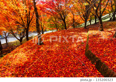 長野県上伊那郡箕輪町東箕輪 紅葉の名所もみじ湖(箕輪ダム)の「もみじトンネル」付近のモミジと散り紅葉 長野県上伊那郡箕輪町東箕輪 紅葉の名所もみじ湖(箕輪ダム)の「もみじトンネル」付近のモミジと散り紅葉 135200323