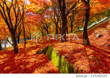 長野県上伊那郡箕輪町東箕輪 紅葉の名所もみじ湖(箕輪ダム)の「もみじトンネル」付近のモミジと散り紅葉 長野県上伊那郡箕輪町東箕輪 紅葉の名所もみじ湖(箕輪ダム)の「もみじトンネル」付近のモミジと散り紅葉 135200325
