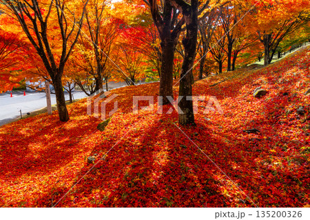 長野県上伊那郡箕輪町東箕輪　紅葉の名所もみじ湖（箕輪ダム）の「もみじトンネル」付近のモミジと散り紅葉 135200326