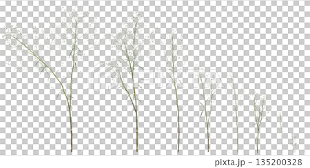 Multiple Conyza canadensis grass plants 3d illustration on transparent background Multiple Conyza canadensis grass plants 3d illustration on transparent background 135200328