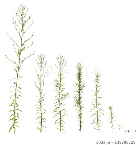 Multiple Aster subulatus grass plants 3d illustration on transparent background 135200329