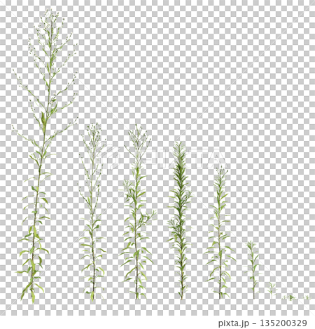 Multiple Aster subulatus grass plants 3d illustration on transparent background 135200329