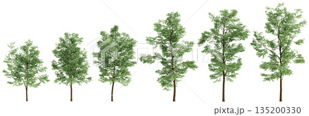 Multiple Robinia pseudoacacia trees 3d illustration on transparent background 135200330