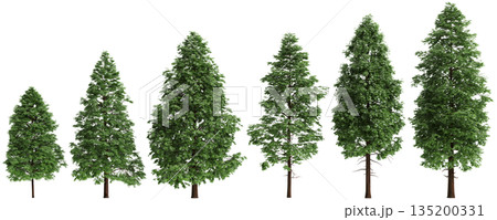 Multiple Metasequoia glyptostroboides trees 3d illustration on transparent background 135200331