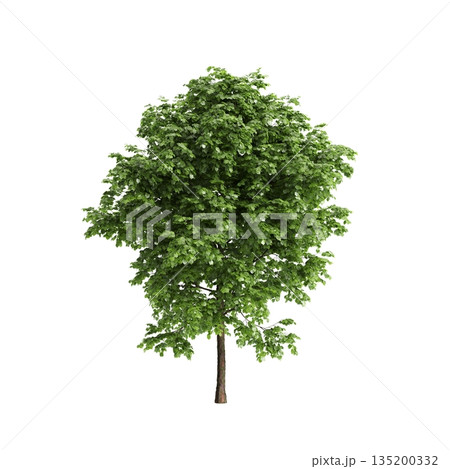 Tilia x europaea tree 3d illustration on transparent background 135200332