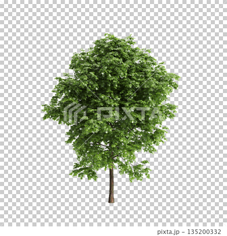 Tilia x europaea tree 3d illustration on transparent background 135200332