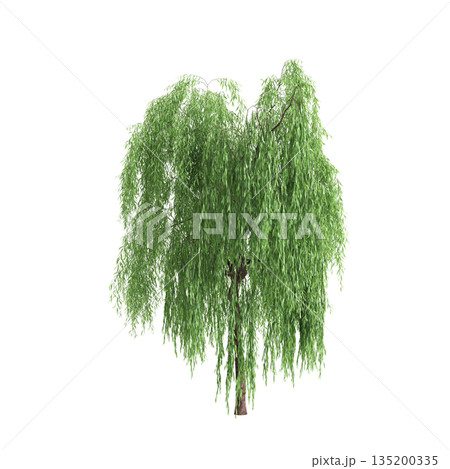 Salix babylonica trees 3d illustration on transparent background Salix babylonica trees 3d illustration on transparent background 135200335