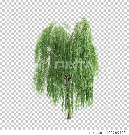 Salix babylonica trees 3d illustration on transparent background 135200335