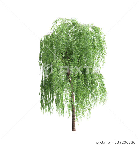 Salix babylonica trees 3d illustration on transparent background Salix babylonica trees 3d illustration on transparent background 135200336