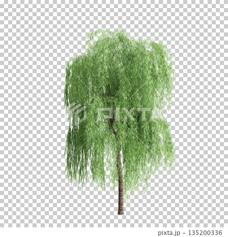 Salix babylonica trees 3d illustration on transparent background Salix babylonica trees 3d illustration on transparent background 135200336