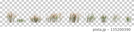Multiple Imperata cylindrica grass plants 3d illustration on transparent background Multiple Imperata cylindrica grass plants 3d illustration on transparent background 135200390