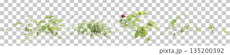 Multiple Duchesnea indica grass plants 3d illustration on transparent background Multiple Duchesnea indica grass plants 3d illustration on transparent background 135200392