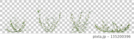 Multiple Oplismenus compositus grass plants 3d illustration on transparent background 135200396