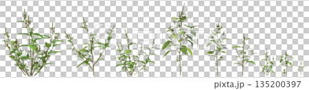 Multiple Amaranthus viridis grass plants 3d illustration on transparent background 135200397