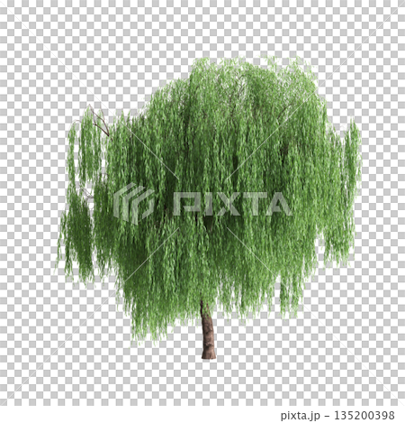 Salix babylonica trees 3d illustration on transparent background 135200398