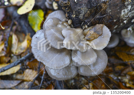 原木ヒラタケ 135200400