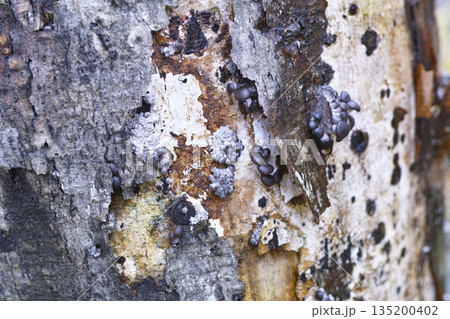 原木ヒラタケ 135200402