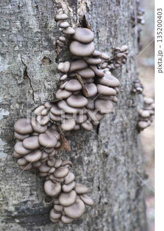 原木ヒラタケ 135200403