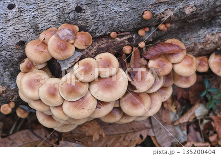 原木なめこ 135200404