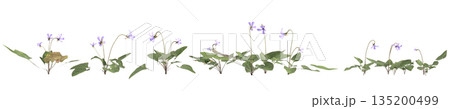 Multiple Viola inconspicua bush plants 3d illustration on transparent background 135200499
