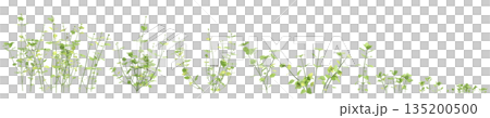 Multiple Stellaria media bush plants 3d illustration on transparent background 135200500
