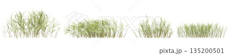 Multiple Pogonatherum crinitum bush plants 3d illustration on transparent background 135200501
