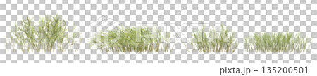 Multiple Pogonatherum crinitum bush plants 3d illustration on transparent background 135200501
