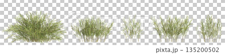 Multiple Pogonatherum crinitum bush plants 3d illustration on transparent background 135200502