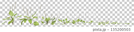 Multiple Plantago asiatica bush plants 3d illustration on transparent background 135200503