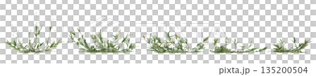 Multiple Oplismenus compositus grass plants 3d illustration on transparent background Multiple Oplismenus compositus grass plants 3d illustration on transparent background 135200504