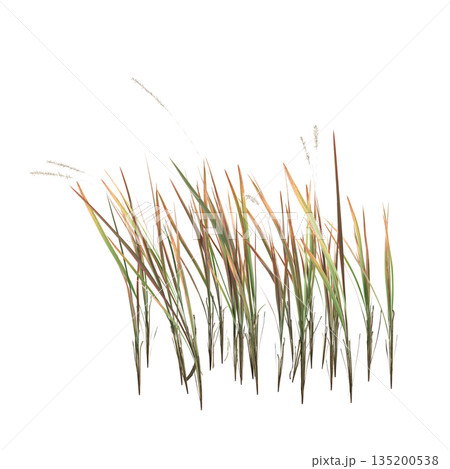 Imperata cylindrica grass plants 3d illustration on transparent background 135200538