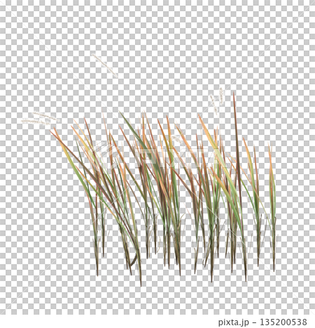 Imperata cylindrica grass plants 3d illustration on transparent background 135200538