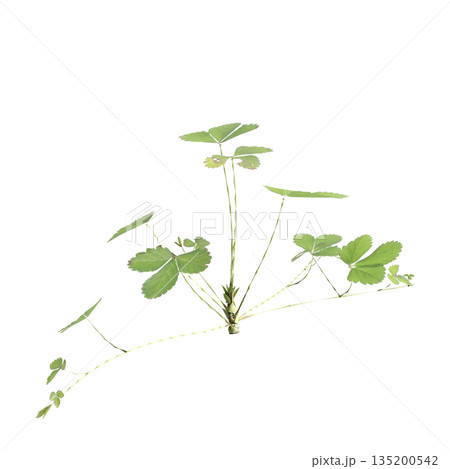 Duchesnea indica grass plants 3d illustration on transparent background 135200542