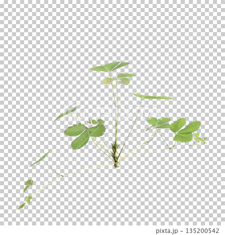 Duchesnea indica grass plants 3d illustration on transparent background 135200542