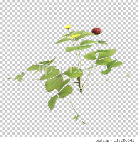 Duchesnea indica grass plants 3d illustration on transparent background Duchesnea indica grass plants 3d illustration on transparent background 135200543