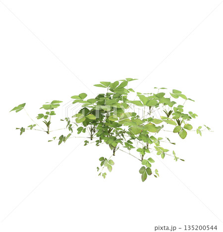 Duchesnea indica grass plants 3d illustration on transparent background 135200544