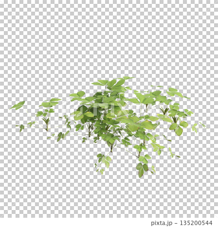 Duchesnea indica grass plants 3d illustration on transparent background 135200544
