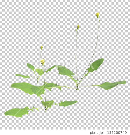 Lapsanastrum apogonoides bush plants 3d illustration on transparent background 135200740