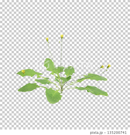 Lapsanastrum apogonoides bush plants 3d illustration on transparent background Lapsanastrum apogonoides bush plants 3d illustration on transparent background 135200741