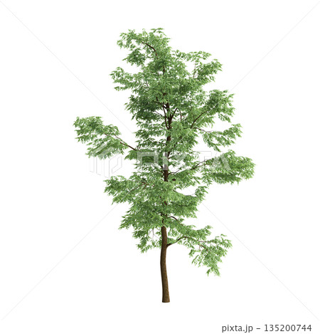 Robinia pseudoacacia trees 3d illustration on transparent background Robinia pseudoacacia trees 3d illustration on transparent background 135200744
