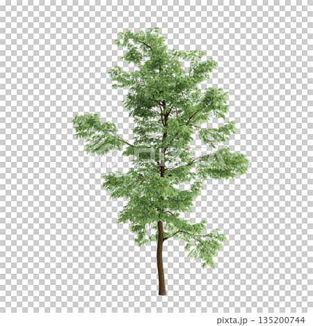 Robinia pseudoacacia trees 3d illustration on transparent background 135200744