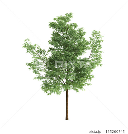 Robinia pseudoacacia trees 3d illustration on transparent background Robinia pseudoacacia trees 3d illustration on transparent background 135200745